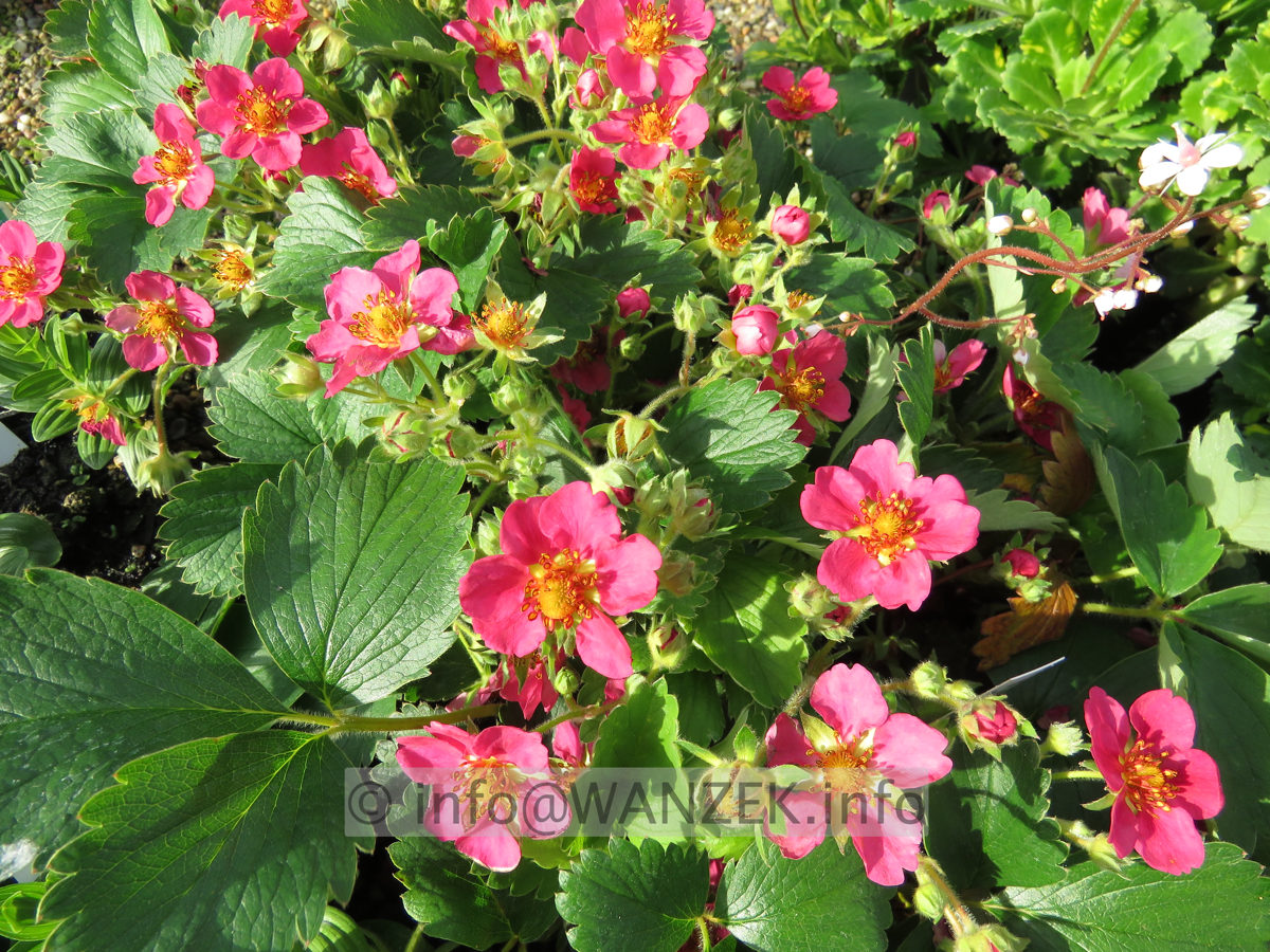 Fragaria vesca Lipstick 02.JPG